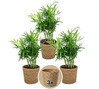 Pflanze Plus | Palma da montagna (Chamaedorea elegans) | Lotto da 3 piante con cestino in giunco di mare | Pianta da interno facile da curare