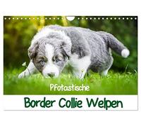 Pfotastische Border Collie Welpen (Wandkalender 2026 DIN A4 quer), CALVENDO Monatskalender: Bezaubernde Border Collie Welpen versüßen jeden Tag!
