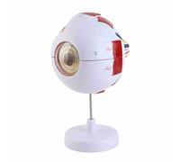 Phefop Modello di Anatomia dell'occhio, Materiale in PVC, Bulbo Oculare Umano Ingrandito 6X per l'educazione Scientifica e la Visualizzazione di Oftalmologia