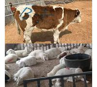 Phefop Pastello per Marcare il Bestiame, Pennarello per Bovini e Pecore Non Resistente all'acqua, 4 Colori per Animali da Fattoria, Portatile e Durevole Facile Identificazione del Bestiame