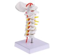 PHENOFICE Modello di Colonna Vertebrale Cervicale in Pvc Flessibile Base per Studio Anatomico e Didattico in Aula di Anatomia o Studio Medico