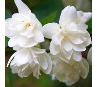 Philadelphus Snowbelle, arbusto da giardino profumato | Pianta rustica ideale per vasi, contenitori e aiuole: perfetta da piantare in giardino nella stagione giusta.