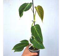 Philodendron GLORIOUS