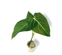 Philodendron Glorious Young Plant