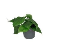 Philodendron Scandens con Foglie Verdi, Interno, Verde, Vaso Ø12cm