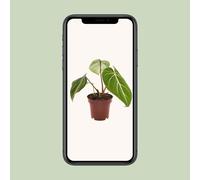 Philodendron Selloum Atomo - Pianta da Camera Con Ø12cm E Un Altezza Di 25cm per
