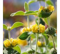 Phlomis fruticosa pluriennale per i luoghi soleggiati decorazione 80semi
