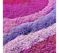 Phlox 4 Mix Rosa, Viola, Bianco (vaso 9cm) - Colorato Display Perenne da Giardino - Bordi e Contenitori.