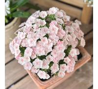 phlox balcone in vaso Vecchie varietà resistenti giardino 500semi