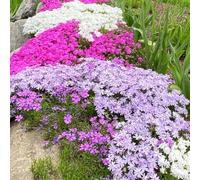 phlox balcone resistenti in vaso biologiche decorazione giardino 115semi