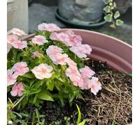 Phlox decorative crescita rapida vaso da Molto adatto alle api e agli insetti da to tura prolungata per aiuole rialzate per giardino 500semi