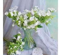 Phlox decorative giardino aiuole rialzate per resistenti all'esterno to colorato serra balcone decorazione soggiorno a crescita rapida 150semi