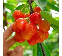 Phlox decorazione giardino aiuole rialzate per giardino tura lunga per una tappezzante resistente all'inverno decorazione esterna soggiorno in vaso da Molto amato dalle e 300semi