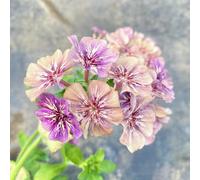 phlox giardino balcone resistenti 650semi