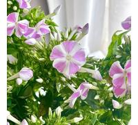 phlox interno raro giardino balcone decorazioni esterni in vaso 600semi