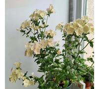 Phlox Molto amate dalle api e dagli insetti a crescita rapida giardino decorazione tappezzanti lunga tura per una tappezzanti resistenti al freddo perenni aiuole rialzate per giardino 250semi