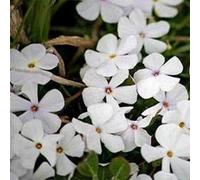 Phlox- montagna- 200 semi Seeds ONLY