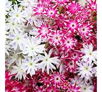 Phlox Twinkle Star di Drummond - Phlox drummonda cuspidata nana