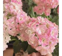 Phlox vaso da giardino indoor da serra balcone Molto adatto alle api e agli insetti a crescita rapida da balcone to in vaso 300semi