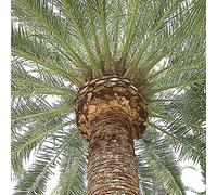 Phoenix Canariensis Date Tree Canary Island Date Tree 100 Seeds Seeds ONLY