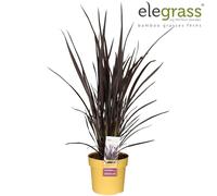 Phormium Rubra Nana - 60-70cm - Ø19cm - Pianta da giardino