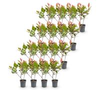 Photinia Fraseri Little Red Robin, Siepe Sempreverde, Set da 16, Vaso 9cm