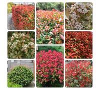 Photinia red robin - balcone semi di resistenti vaso semi di decorative selvatiche resistenti 400pcs