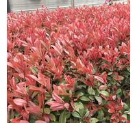 Photinia red robin - giardino riverdimento tetti giardino arredamento interni ufficio balcone con letti elevati semi 600pcs