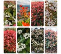 Photinia red robin pietro balcone selvaggi semi interni balcone selvaggi, autunno, perenne parterre tagliato 400pcs