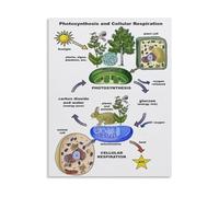 Photosynthesis vs Cellular Respiration Science Educational Poster Canvas Wall Art for Biology Lab Decor(Unframed,16x24inch(40x60cm))