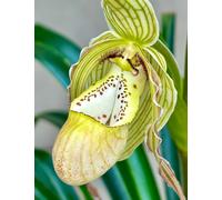 Phragmipedium Specie Pearcei ´ Amazonas Regina ´ New Orchidea Orchidee