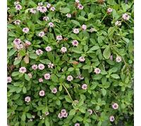 Phyla nodiflora giardino di selvaggio, autunno, perenne decorazione selvaggio giardino bonsái interni semi medicinale 650pcs