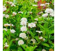 Phyla nodiflora verbena tappeto estate perenne resistente semi selvatico cucina balcone parterre 150pcs