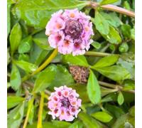 Phyla nodiflora - verbena tappeto primavera verano Copertura perenne resistente semi pratos silvestres silvestres 400pcs