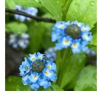 Phyla nodiflora - verbena tappeto semi di giardino esotici resistenti all'inverno semi prato selvatico arbusti 400pcs