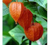 PHYSALIS ALKEKENGI VAR.FRANCHETTI NR.50 SEMI | SEMENTI