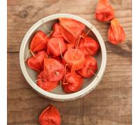 physalis espaldera resistenti semi biologici balcone serra semi di Baya andina riverdimento tetti giardino rocce 80pcs