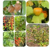 Physalis Peruviana - sostenibili giardino resistenti siepi per il a 350semi