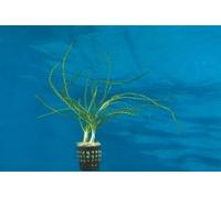 Pianta africana di cipolla "Crinum calamistratum" acquario lampadina