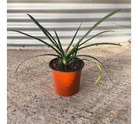 Pianta Agapanto Africanus