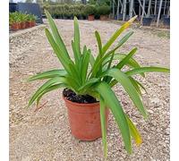 Pianta Agapanto Africanus