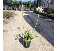 Pianta Agapanto Africanus