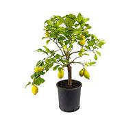 Pianta Agrumi Albero di Limone Lunario 4 Stagioni da Terrazzo
