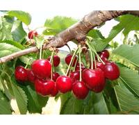 PIANTA ALBERELLO DA FRUTTO ALBERO DI CILIEGIA"GIORGIA" 133