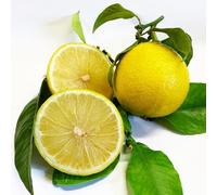 Pianta Albero di BERGAMOTTO IN VASO DA 18 CM Agrumi di Sicilia AMDGarden