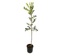 Pianta Albero di CARRUBO CARUBBO ceratonia siliqua H 160CM vaso18cm AMDGarden