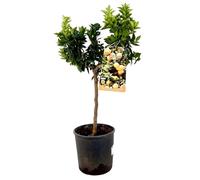 PIANTA Albero DI CHINOTTO VASO 18 CM agrumi di sicilia h 60 cm AMDGarden
