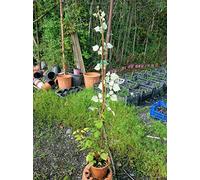 Pianta Albero frutti di bosco Ribes bianco - Imballaggio speciale protettivo