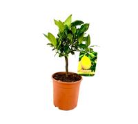PIANTA albero LIMONE LUNARIO 4 STAGIONI VASO17CM agrumi sicilia h70cm FOTO REALE