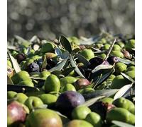 Pianta Albero OLIVO da olio OLEARA MESSINESE oliva ulivo H100/130CM FOTO REALE